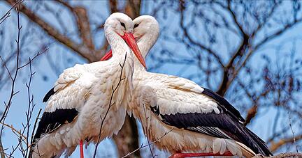 Die große Liebe? Tanja Blind hat dieses Pärchen abgelichtet. Die große Liebe? Tanja Blind hat dieses Pärchen abgelichtet.