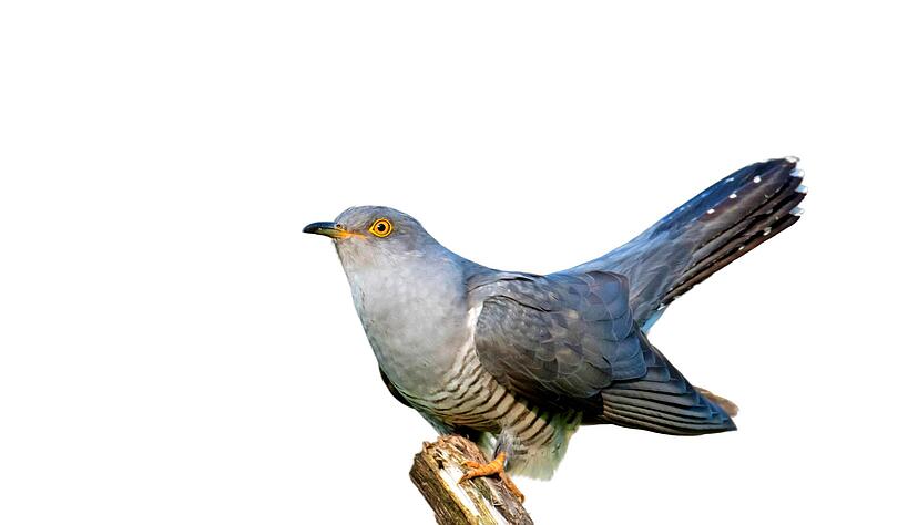 Wenn der Kuckuck zurück von seinem Winterquartier fliegt, sind viele andere Vögel mit Brüten schon viel weiter. So findet der bekannte Brutparasit kein fremdes Nest mehr, wo er seine Kuckuckseier unauffällig hineinlegen kann.