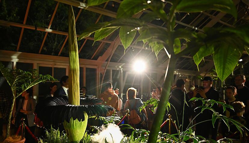 Tausende Menschen str&ouml;mten in den Botanischen Garten - denn die Bl&uuml;tezeit dauert nicht lange.