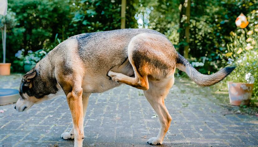Der Hund kratzt sich unentwegt? Dahinter k&ouml;nnen Allergien, Entz&uuml;ndungen oder Parasiten stecken.