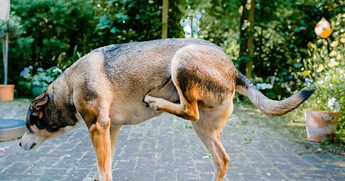 Der Hund kratzt sich unentwegt? Dahinter k&ouml;nnen Allergien, Entz&uuml;ndungen oder Parasiten stecken.