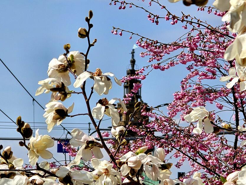 Auch vom Heilbronner Stadtgarten aus schm&uuml;cken Magnolien-Bl&uuml;ten den Blick auf den Kiliansturm.