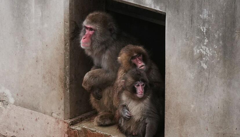 Aus Punch ist ein kleiner Rabauke geworden. (Archivbild)