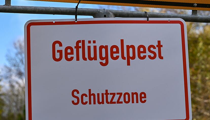 Stallpflicht f&uuml;r Gefl&uuml;gel endet. (Archivbild)