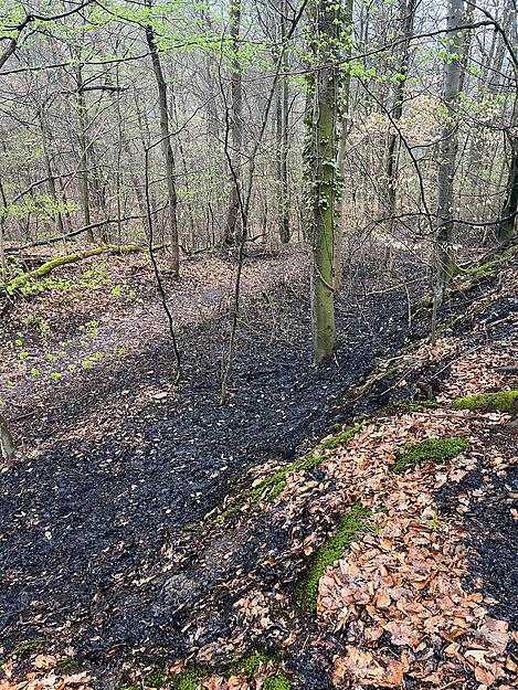 Ein Waldbrand in diesem Ausmaß ist bei der Feuerwehr Bretzfeld kein Alltagsgeschäft – auch im Sommer nicht. Ein Waldbrand in diesem Ausmaß ist bei der Feuerwehr Bretzfeld kein Alltagsgeschäft – auch im Sommer nicht.