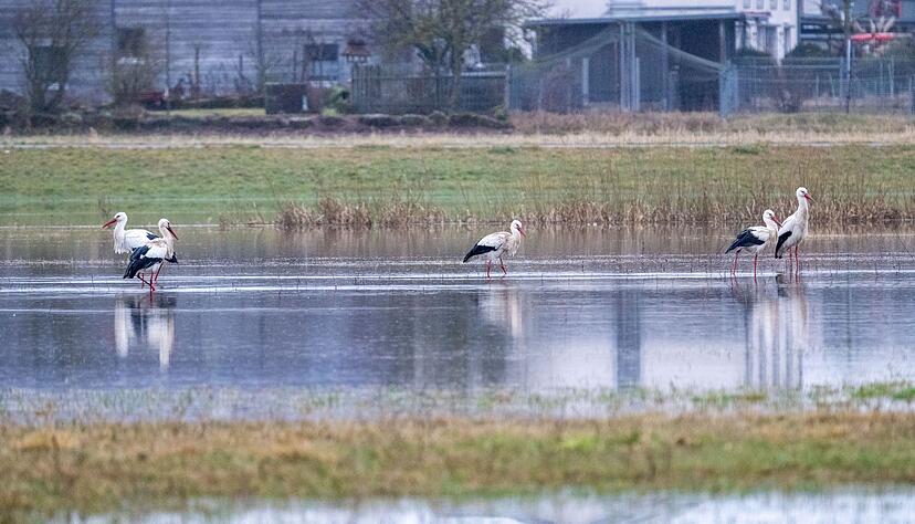 An eigenen Pegeln in Bayern ist die Meldestufe 3 überschritten. An eigenen Pegeln in Bayern ist die Meldestufe 3 überschritten.