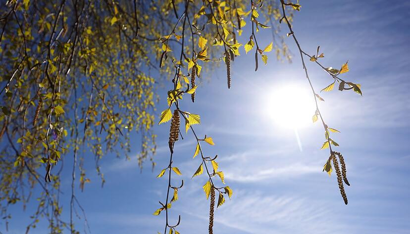 Birkenpollen k&ouml;nnen teils Hunderte Kilometer weit getragen werden. (Archivbild)