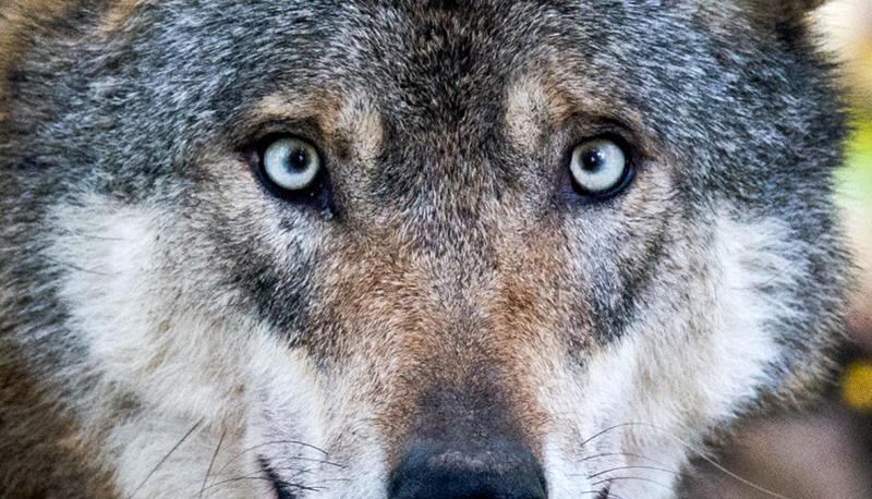 Ein Wolf steht in Springe. Foto: Julian Stratenschulte/Archiv