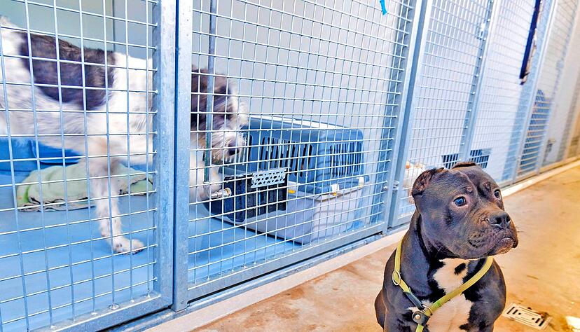 Kürzlich sind mehrere Tiere aus nicht-artgerechter Haltung ins Tierheim gekommen. Der Platz wird eng &minus; und die Folgen von Corona komplizierter.
Foto: Archiv/ Mugler