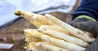 Das kalte Wetter sorgt daf&uuml;r, dass die Spargelsaison nur schleppend anl&auml;uft. (Archivbild)