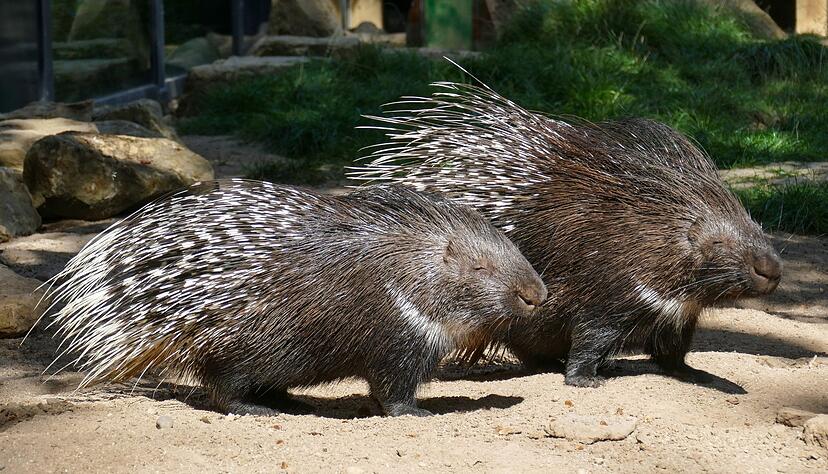 Im Heidelberger Zoo hat ein Stachelschwein zwei Jungtiere geboren.