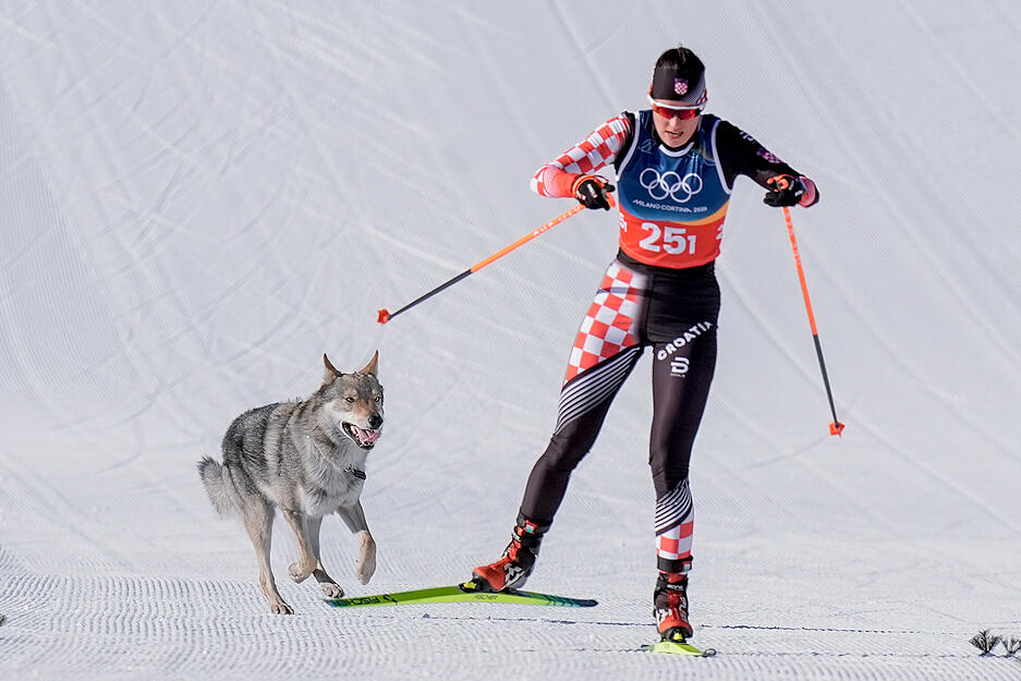 Der Hund stand zwar nicht auf der Startliste, schaffte es aber dennoch ins Ziel. Bei der Qualifikation im Teamsprint der Langlauffrauen ist er kurzerhand zum Athleten geworden. Gemeinsam mit der kroatischen Läuferin Tena Hadzic bestritt er die Zielgerade. Gestört hat sich aber keine der Athletinnen gefühlt. Der Hund stand zwar nicht auf der Startliste, schaffte es aber dennoch ins Ziel. Bei der Qualifikation im Teamsprint der Langlauffrauen ist er kurzerhand zum Athleten geworden. Gemeinsam mit der kroatischen Läuferin Tena Hadzic bestritt er die Zielgerade. Gestört hat sich aber keine der Athletinnen gefühlt.
