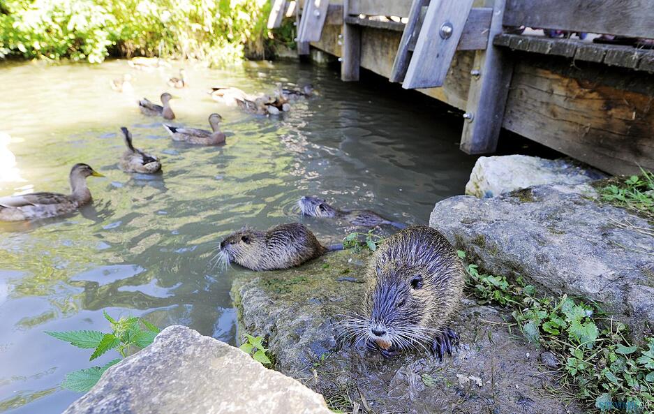 Nutria-Familie im Heilbronner Wertwiesenpark Nutria-Familie im Heilbronner Wertwiesenpark