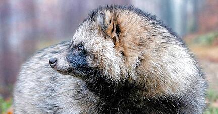 Der aus Asien stammende Marderhund ist in Europa angekommen.
Foto: dpa