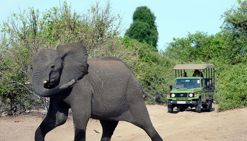 Auf den Aufstieg folgte nach einer Elefantenjagd ein tiefer Sturz. (Archivfoto)