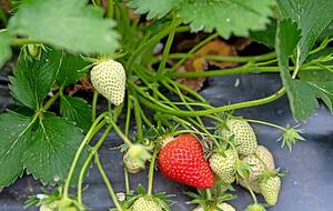 Eine Frage der Standorts und der täglichen Sonnenstunden: An den meisten Anbaustandorten im Heilbronner und Hohenloher Land benötigen die Erdbeeren noch ein paar Tage, um in den Verkauf zu gelangen. Doch es gibt auch Ausnahmen.