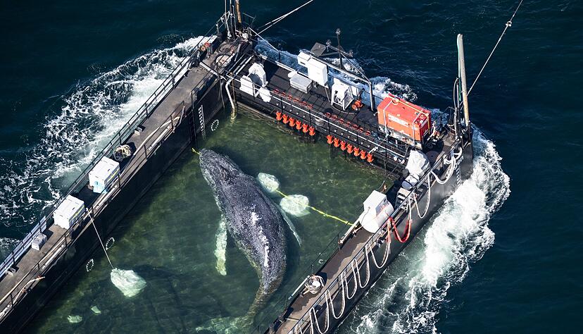 In einer Art st&auml;hlernem Aquarium wird der Poeler Buckelwal Richtung Nordsee geschleppt.