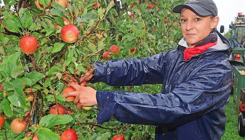 Ausgerüstet mit Regenmantel, Gummistiefeln und Kopfbedeckung steht der Ernte nichts im Weg. Die Erntehelfer pflücken die Sorte Kanzi.
