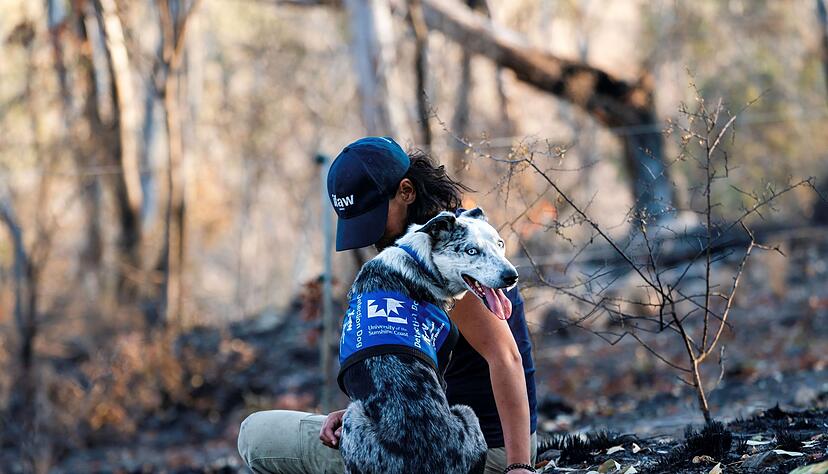 Einst galt er als Problemhund - dann fand der energiegeladene Bear seine Lebensaufgabe in den australischen W&auml;ldern. (Archivbild)