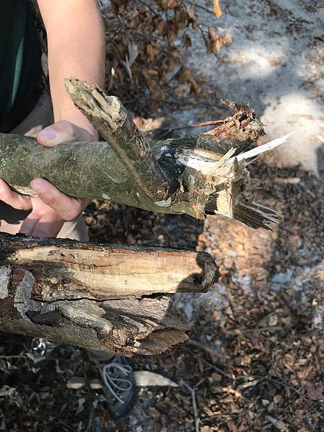 Der gesunde Ast splittert, wenn er abbricht, beim kranken Ast zerbröselt das Holz einfach.