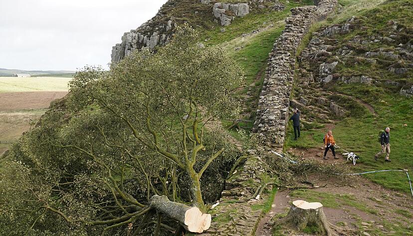 Im September 2023 wurde er nachts von zwei Männern gefällt. Der Vorfall sorgte für große Betroffenheit in Großbritannien und weit darüber hinaus. (Archivfoto) Im September 2023 wurde er nachts von zwei Männern gefällt. Der Vorfall sorgte für große Betroffenheit in Großbritannien und weit darüber hinaus. (Archivfoto)