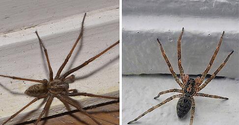 Mit sinkenden Temperaturen suchen sich Hauswinkelspinnen (links) und Nosferatu-Spinnen wärmere Plätze zum Überwintern. Mit sinkenden Temperaturen suchen sich Hauswinkelspinnen (links) und Nosferatu-Spinnen wärmere Plätze zum Überwintern.