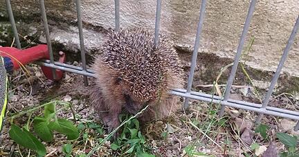 Hilflos und ausgehungert hing in einem Zaun auf dem Spielplatz in Kochert&uuml;rn ein Igel fest: Ein kleiner Junge wurde zu seinem Lebensretter.
Foto: privat