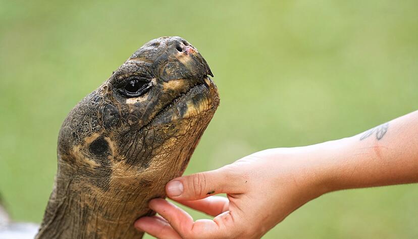 Galapagos-Schildkröte Mommy wurde mit fast 100 Jahren noch Mama. Galapagos-Schildkröte Mommy wurde mit fast 100 Jahren noch Mama.