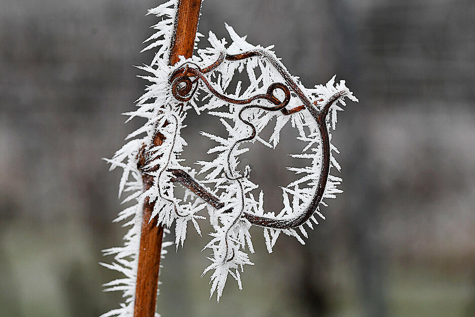 Wenn die Natur zum Künstler wird: Frost an einer Weinrebe im Weinsberger Tal. Wenn die Natur zum Künstler wird: Frost an einer Weinrebe im Weinsberger Tal.