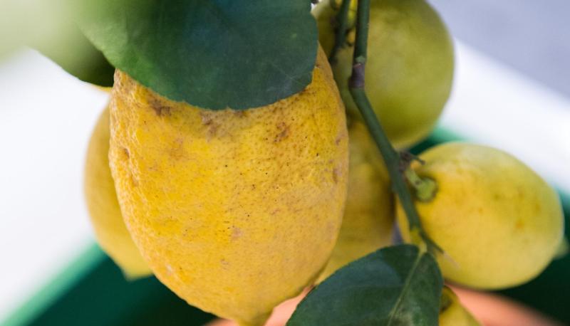 Zitruspflanzen sind keine Zimmerpflanzen - auch wenn sie im Winter einen Platz im&nbsp;Haus brauchen.
