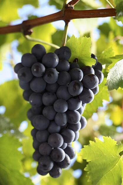 Trollinger hat große Beeren, die ziemlich lecker schmecken. Als Wein ergibt er hellrote, fruchtigkernige Tropfen. Weil der Wein bekömmlich und süffig ist, gilt er im Schwabenland von je her als Alltagsgetränk, ebenso in Südtirol, wo er Vernatsch heißt. Außerhalb beider Regionen wurde er lange belächelt oder gar verspottet. Wengerter nahmen dies zum Ansporn, an der Qualitätsschraube zu drehen: indem sie die Ausbeute dieses Massenträgers nach dem Motto „Klasse statt Masse“ stark reduzieren. Er wächst heute auf 2197 Hektar  und ist mit einem Anteil von 19,28 Prozent in Württemberg (Gesamtfläche 11.394 ha) nach wie vor die meistverbreitete Sorte. 1964, als in der Region wegen Flurumlegungen
nur auf 5825 ha Reben wuchsen, kam er noch auf 28,4 Prozent, 1979 waren es 22,4 Prozent.