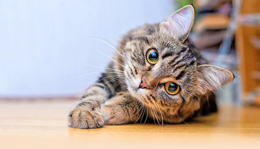 Katzen sind eigensinnig, rätselhaft und sturköpfig. Trotzdem hat sie in den vergangenen 20 Jahren den Hund immer weiter abgehängt. Foto: dpa Katzen sind eigensinnig, rätselhaft und sturköpfig. Trotzdem hat sie in den vergangenen 20 Jahren den Hund immer weiter abgehängt. Foto: dpa