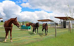 Während die Koppeln von Spätherbst bis Frühjahr geschlossen sind, können sich die Pferde auf dem mit Kunstrasen bedeckten Areal das ganze Jahr über bewegen. Während die Koppeln von Spätherbst bis Frühjahr geschlossen sind, können sich die Pferde auf dem mit Kunstrasen bedeckten Areal das ganze Jahr über bewegen.