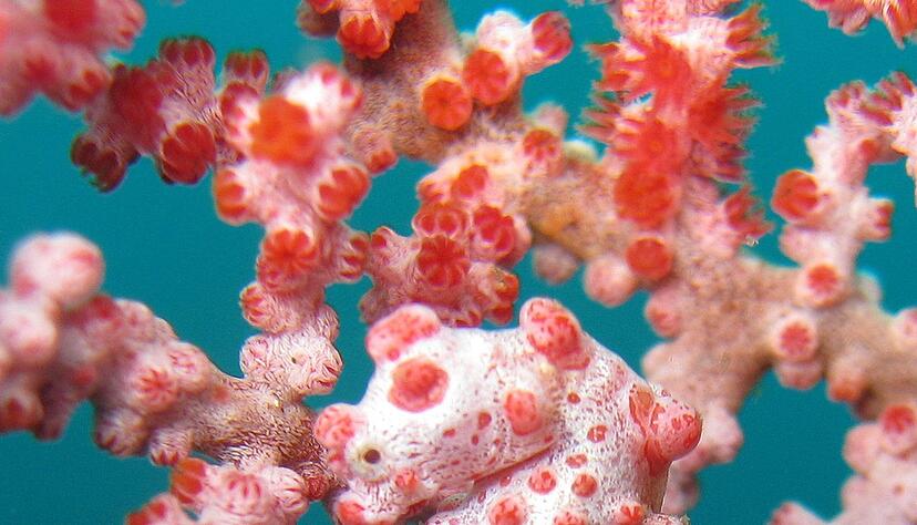 Zwerg-Seepferdchen sind zwischen Gorgonien-Korallen perfekt getarnt. Zwerg-Seepferdchen sind zwischen Gorgonien-Korallen perfekt getarnt.