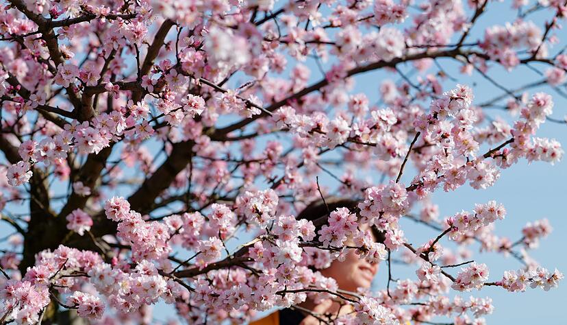 Wie riecht der Frühling? Starke Sinnesreize lassen uns lebendig fühlen. Wer bewusst darauf achtet, beschert sich Glücksmomente im Alltag. Wie riecht der Frühling? Starke Sinnesreize lassen uns lebendig fühlen. Wer bewusst darauf achtet, beschert sich Glücksmomente im Alltag.