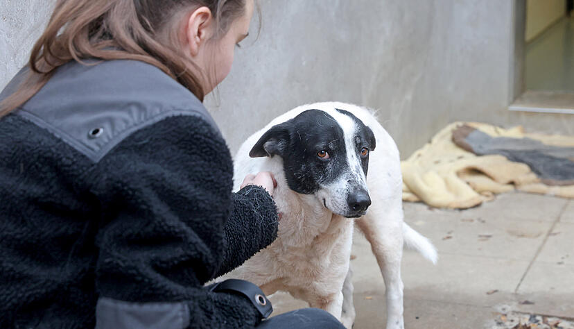 Hunde, die während der Corona-Zeit unüberlegt angeschafft wurden oder übers Internet schon oft den Besitzer gewechselt haben, landen allzu oft im Tierheim.