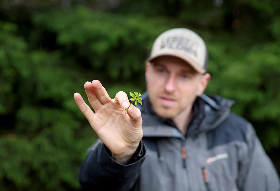 Jede Menge essbare Pflanzen wachen auf unseren Wiesen und W&auml;ldern