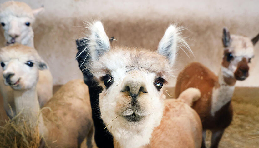Alpakas sind Fluchttiere und stets wachsam.