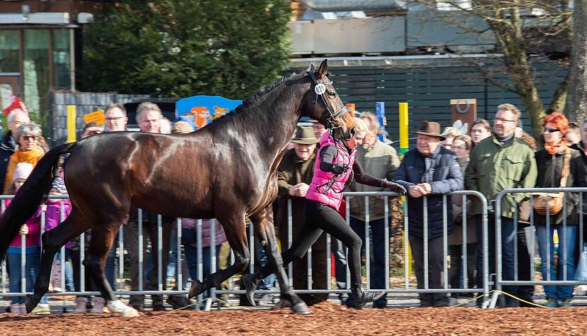 Für Fans der Huftiere sind die Pferdevorführungen am Montagvormittag der Höhepunkt. Bereits am Sonntag bestreiten Reiter ein Showprogramm. Für Fans der Huftiere sind die Pferdevorführungen am Montagvormittag der Höhepunkt. Bereits am Sonntag bestreiten Reiter ein Showprogramm.