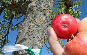 Gemeinden kennzeichnen Bäume zum Abernten.