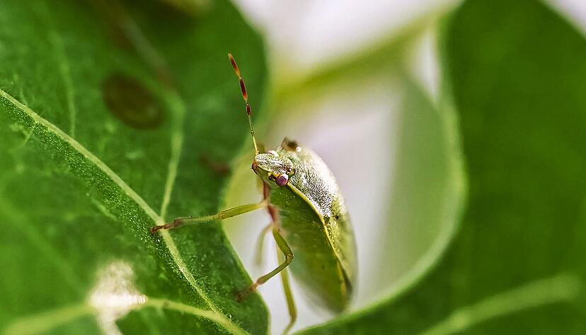 Die aus Ostafrika eingeschleppte Grüne Reiswanze breitet sich seit Mitte der 2010er Jahren in Deutschland aus. Sie befällt Obst- und Gemüse-Pflanzen und kann die Ernte mitunter ungenießbar machen. Die aus Ostafrika eingeschleppte Grüne Reiswanze breitet sich seit Mitte der 2010er Jahren in Deutschland aus. Sie befällt Obst- und Gemüse-Pflanzen und kann die Ernte mitunter ungenießbar machen.