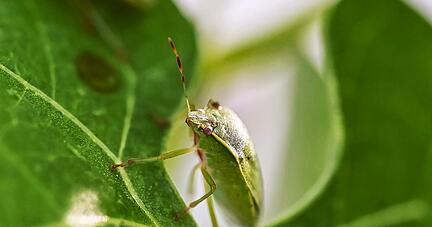 Die aus Ostafrika eingeschleppte Grüne Reiswanze breitet sich seit Mitte der 2010er Jahren in Deutschland aus. Sie befällt Obst- und Gemüse-Pflanzen und kann die Ernte mitunter ungenießbar machen. Die aus Ostafrika eingeschleppte Grüne Reiswanze breitet sich seit Mitte der 2010er Jahren in Deutschland aus. Sie befällt Obst- und Gemüse-Pflanzen und kann die Ernte mitunter ungenießbar machen.