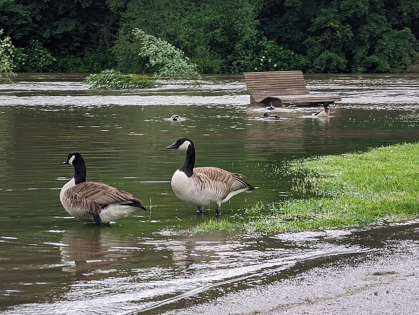 Neckar bei Lauffen führt Hochwasser