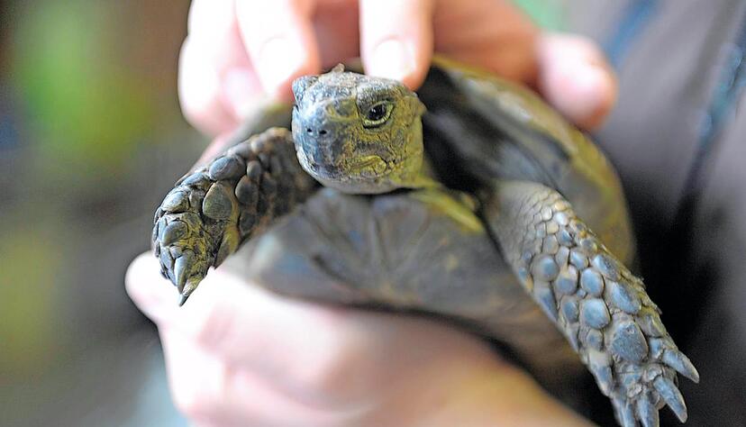 Ein besonderer Fall für die Hüter der Fundstücke sind Tiere, mitunter kann das auch eine Schildkröte sein. Foto: dpa Ein besonderer Fall für die Hüter der Fundstücke sind Tiere, mitunter kann das auch eine Schildkröte sein. Foto: dpa
