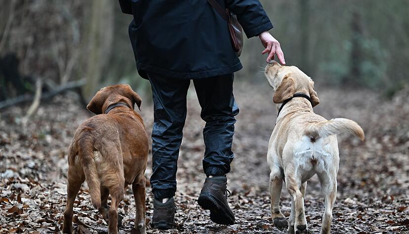 Zwei Hunde aus einem Wurf gleichzeitig großziehen? Das kann selbst für erfahrene Hundehalter zur Herausforderung werden. Zwei Hunde aus einem Wurf gleichzeitig großziehen? Das kann selbst für erfahrene Hundehalter zur Herausforderung werden.