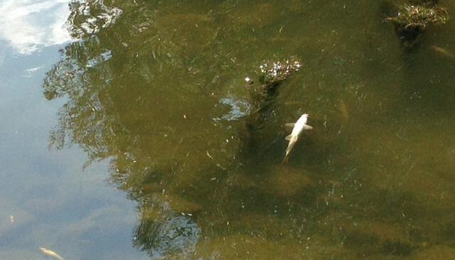 Fischsterben nach Großbrand | 24.08. Fischsterben nach Großbrand | 24.08.