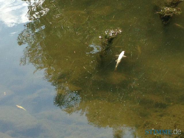Fischsterben nach Großbrand | 24.08. Fischsterben nach Großbrand | 24.08.