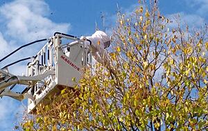 Entnahme eines Sekund&auml;rnestes durch die Berufsfeuerwehr Karlsruhe: Aus dem Nest laufende Tiere werden abgesaugt.