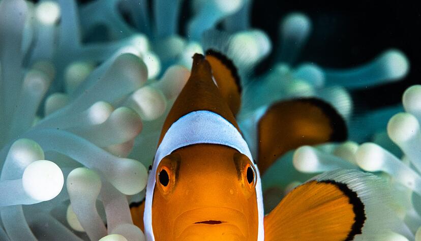 Ein Paar besteht jeweils aus einem dominanten Weibchen und einem subdominanten M&auml;nnchen, das kleiner ist als seine Gef&auml;hrtin.