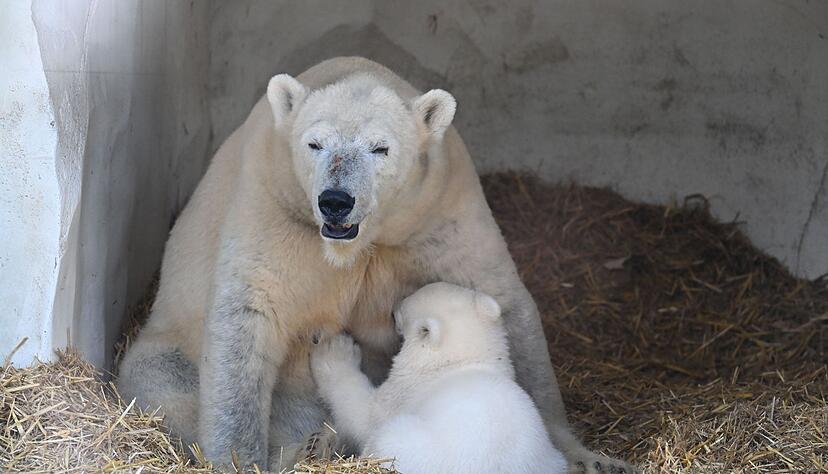 Bisher lebte der Eisb&auml;rjunge mit seiner Mutter Nuka von der &Ouml;ffentlichkeit abgeschirmt in dem Gehege.